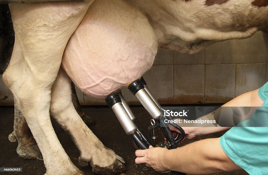Cow Signals infographic